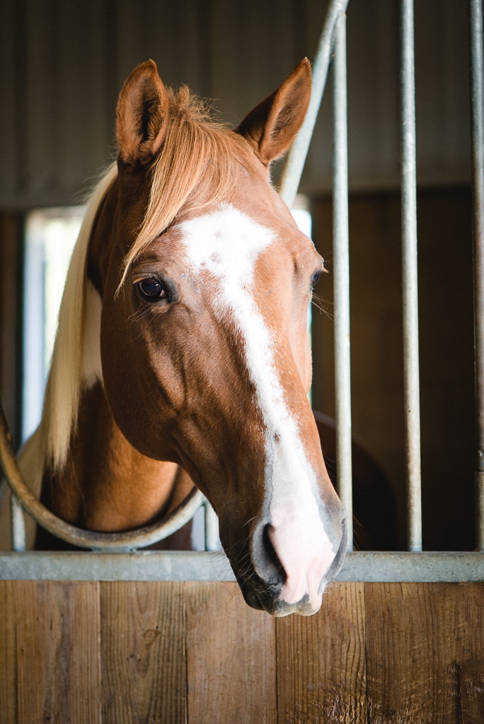 Arrow, therapy horse at Saddle Up!