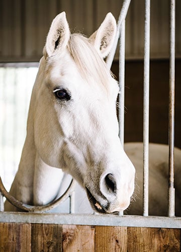 Bailey — therapy horse at Saddle Up! Nashville