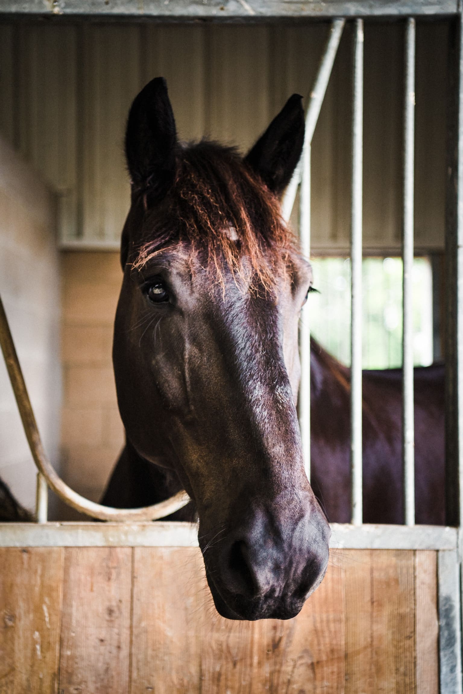 Saddle Up! therapy horses