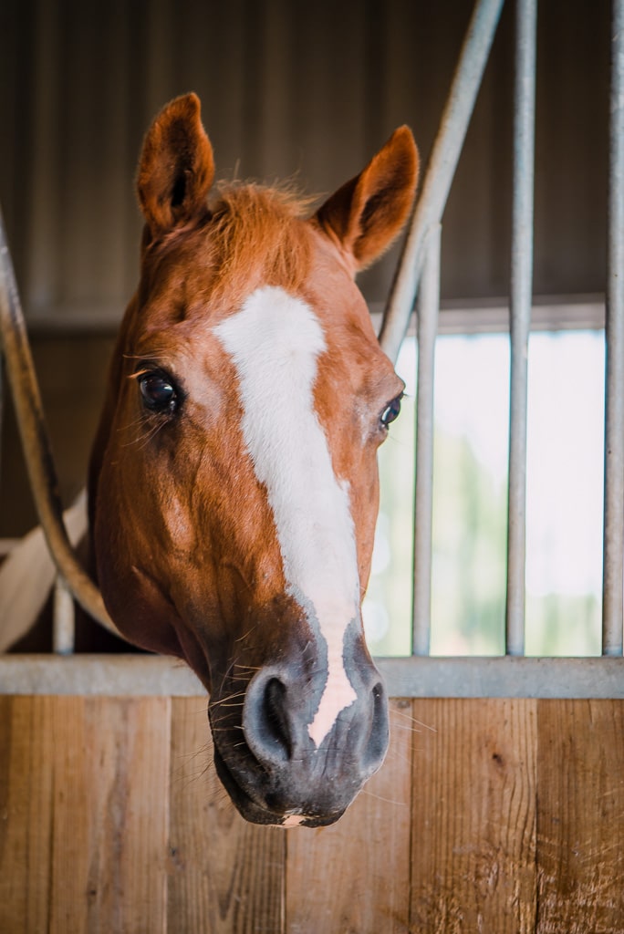 Boomer — therapy horse at Saddle Up! Nashville