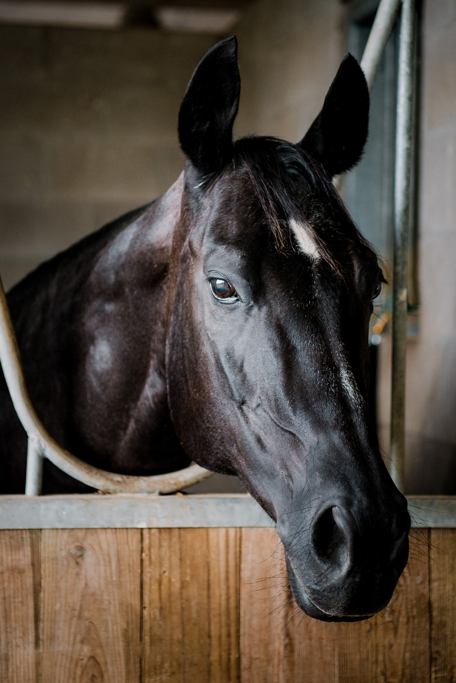 Cocoa — therapy horse at Saddle Up! Nashville