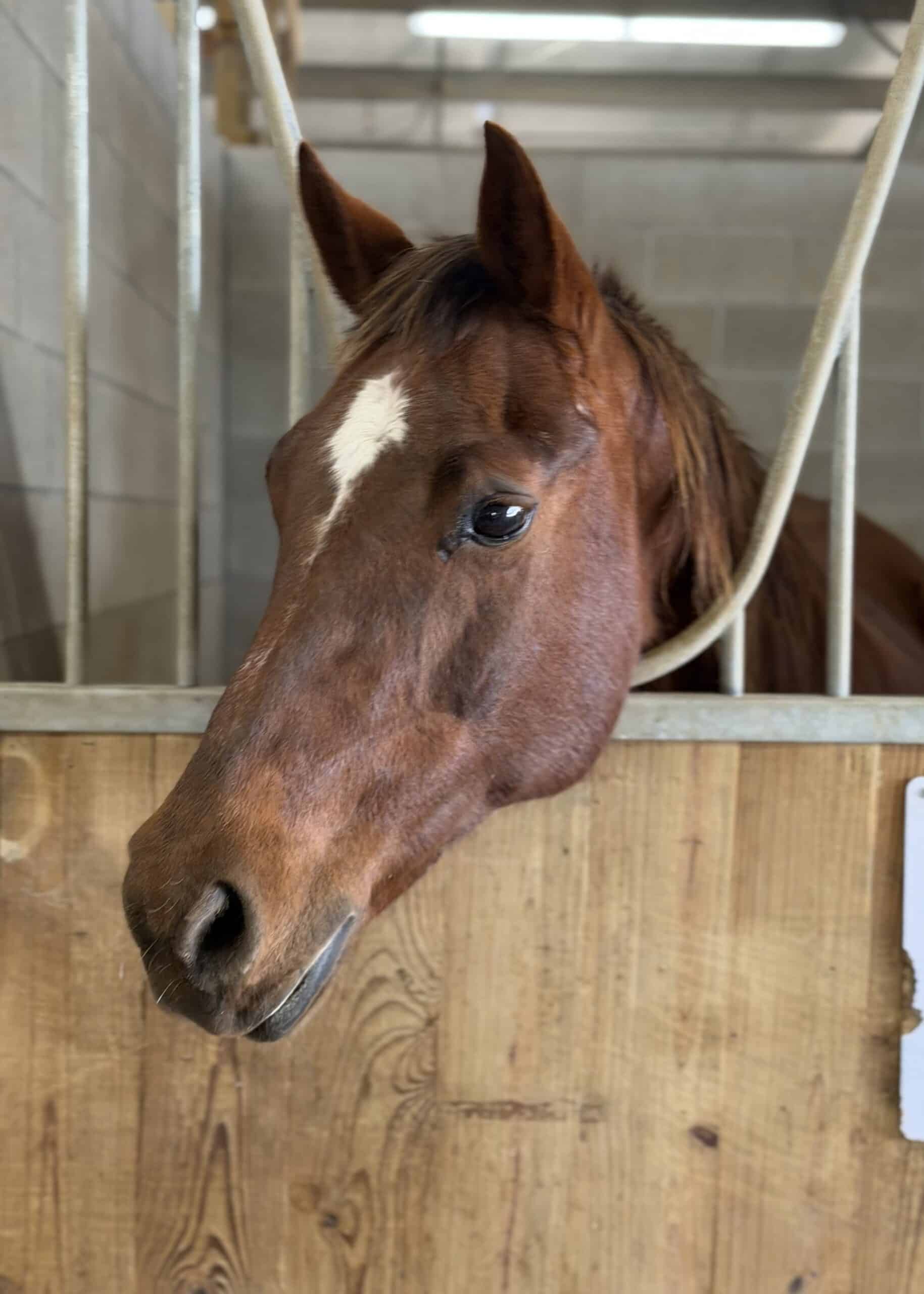 Custom — therapy horse at Saddle Up! Nashville