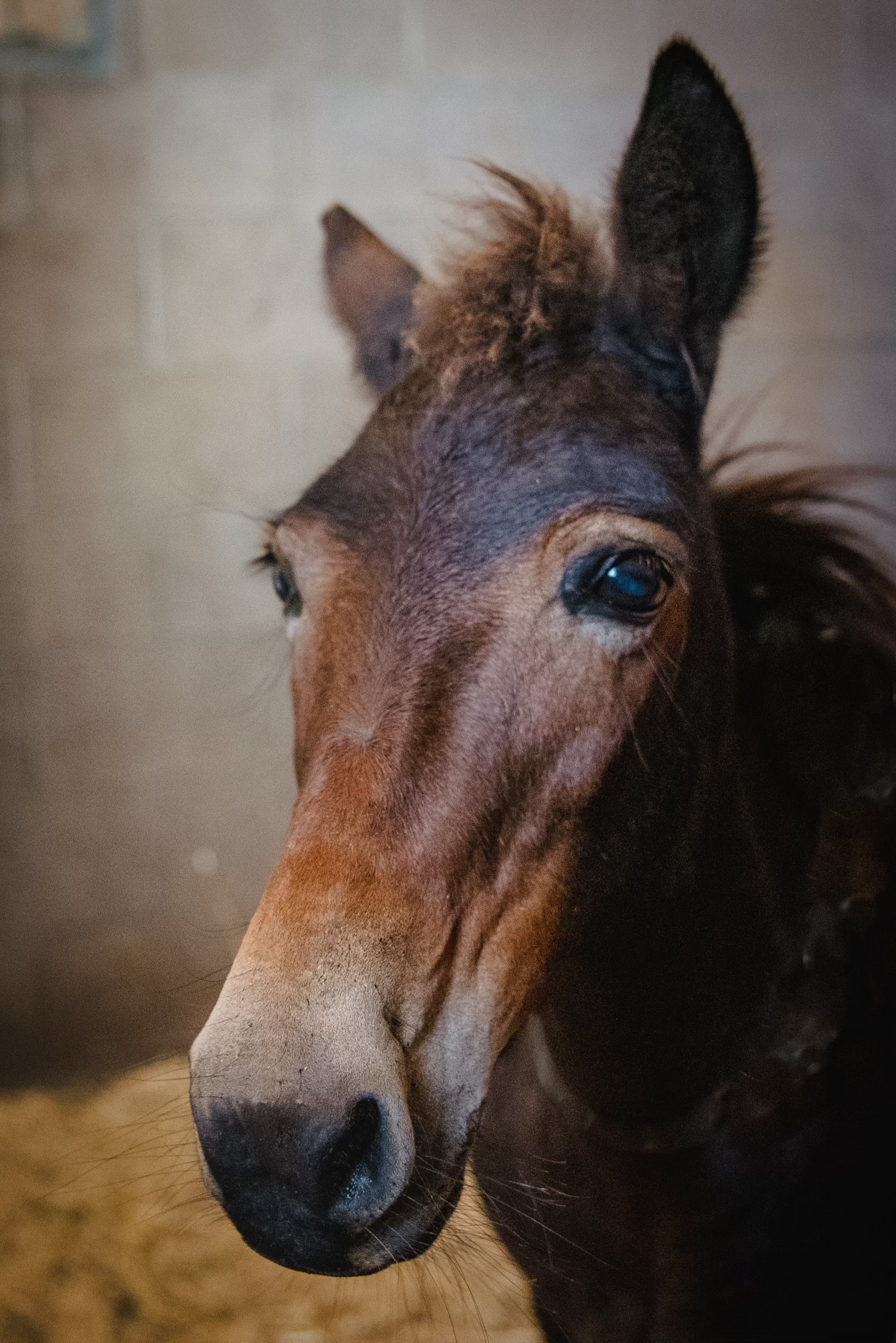 Dan — therapy horse at Saddle Up! Nashville