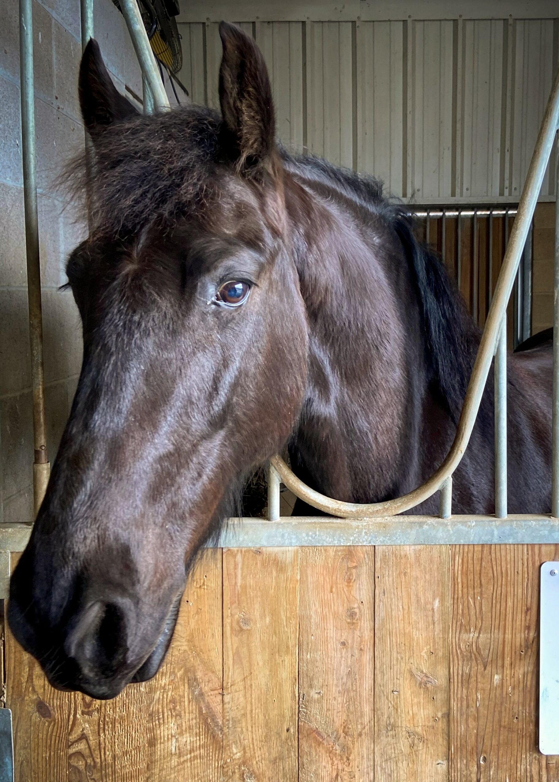 Governor — therapy horse at Saddle Up! Nashville