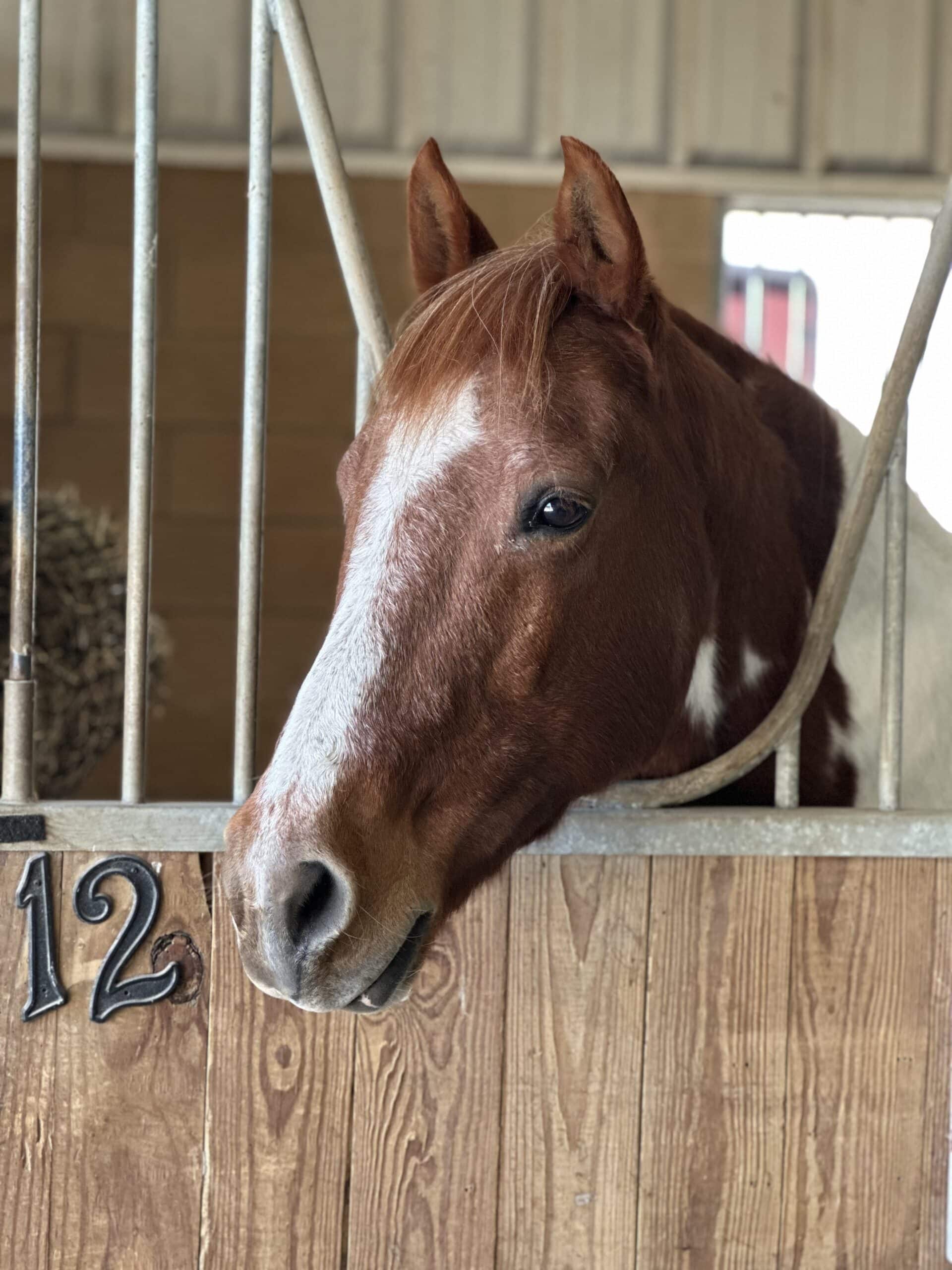 Harley — therapy horse at Saddle Up! Nashville