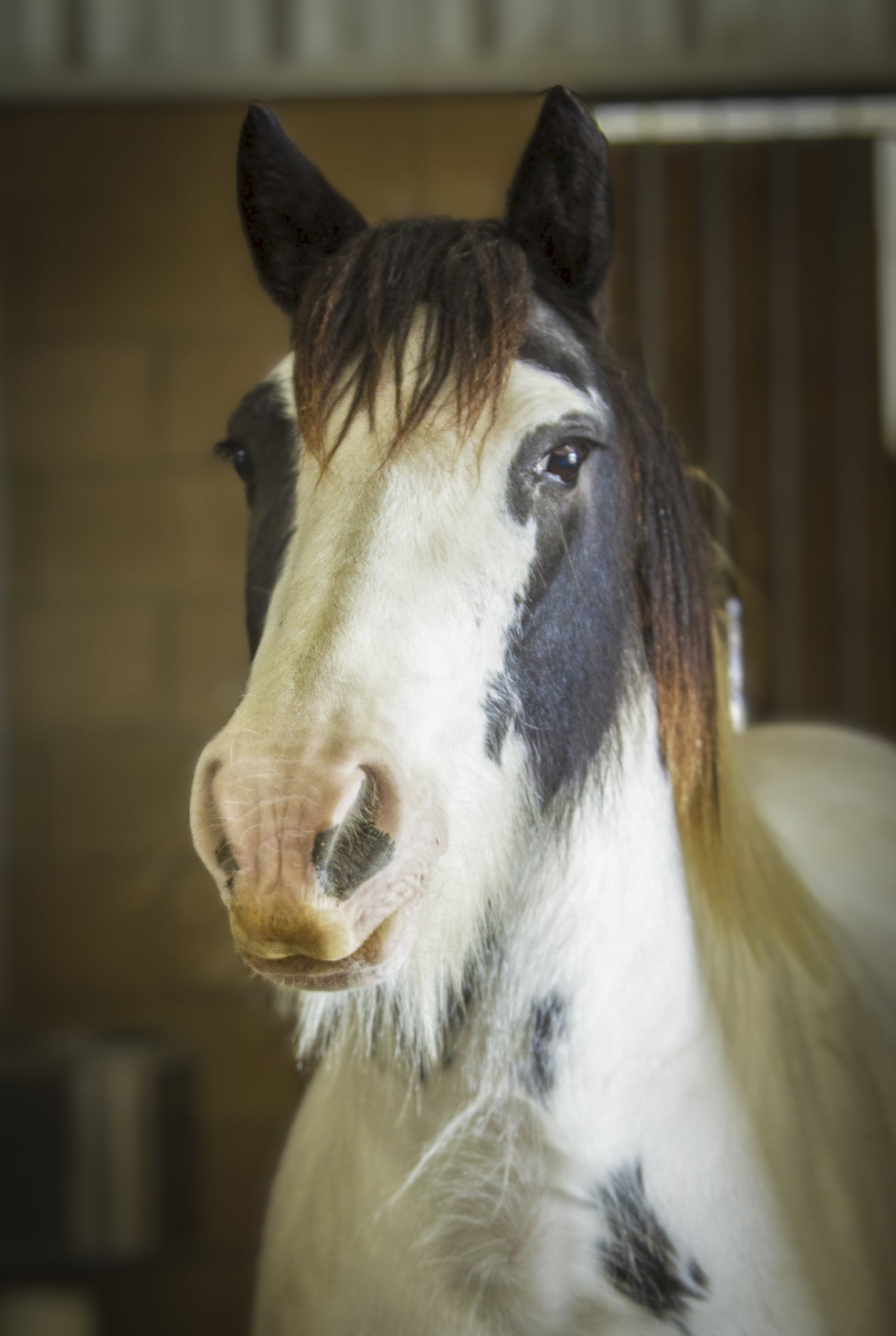 Harry — therapy horse at Saddle Up! Nashville