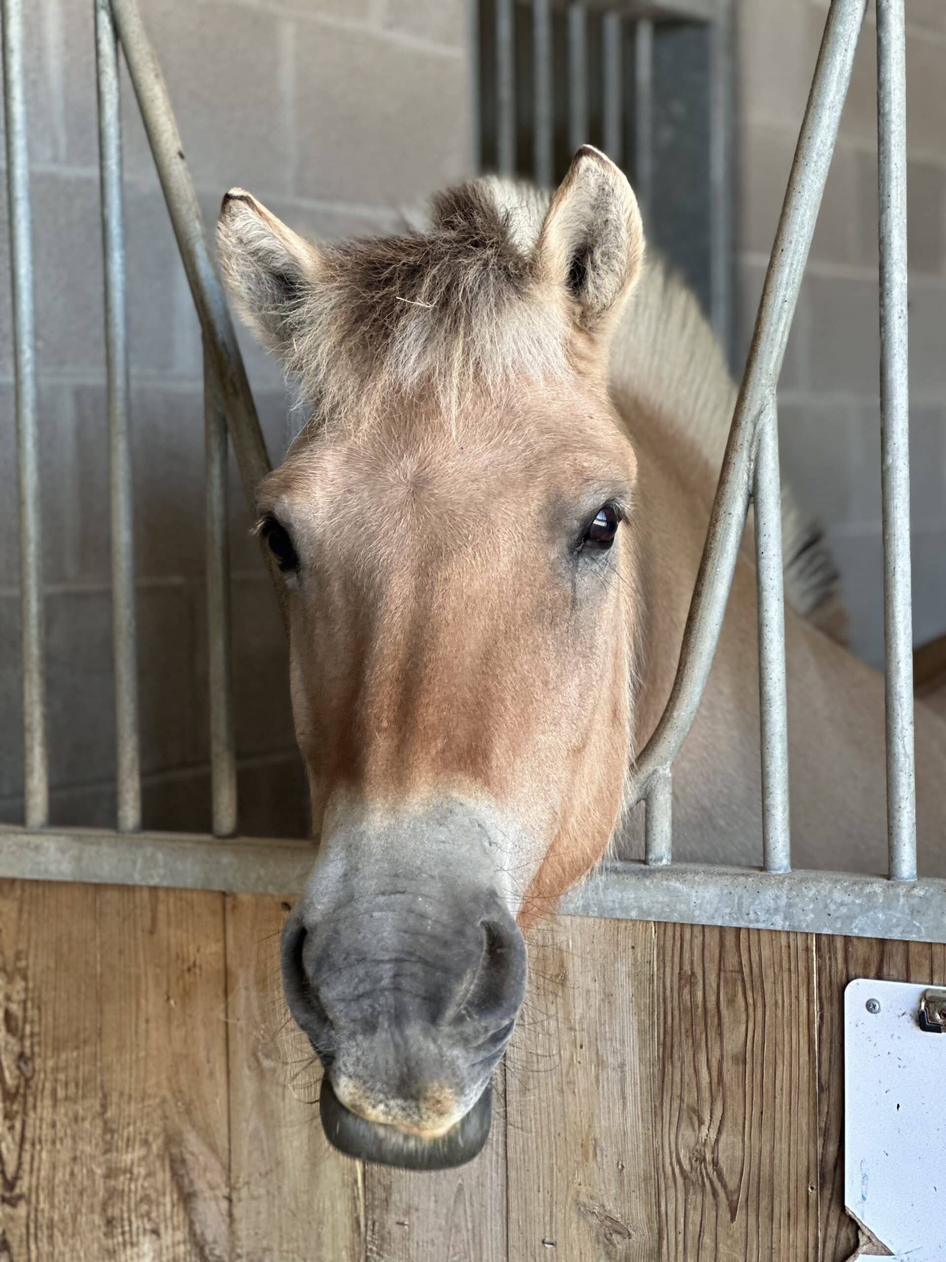 Ike — therapy horse at Saddle Up! Nashville