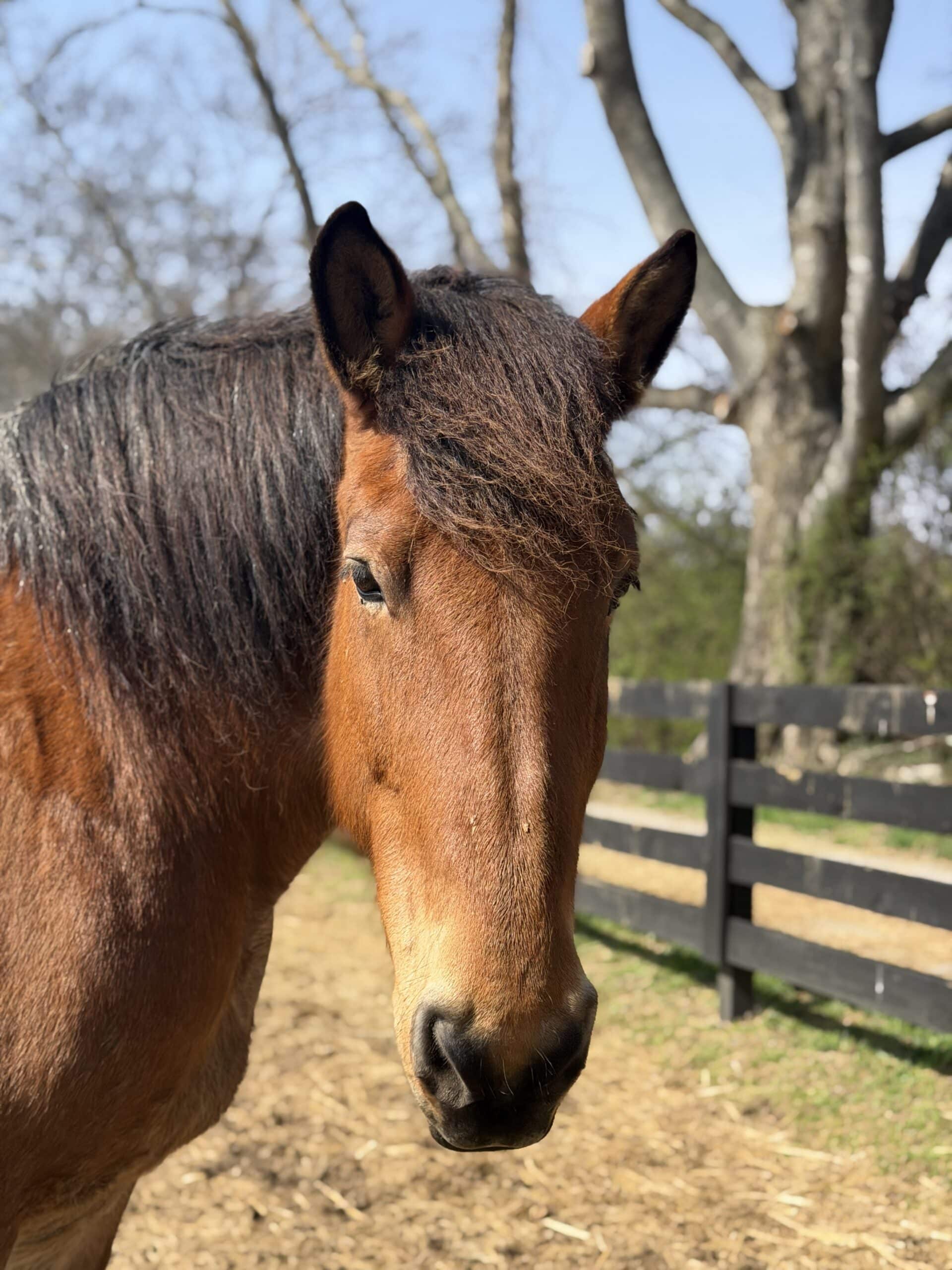 Izzy — therapy horse at Saddle Up! Nashville