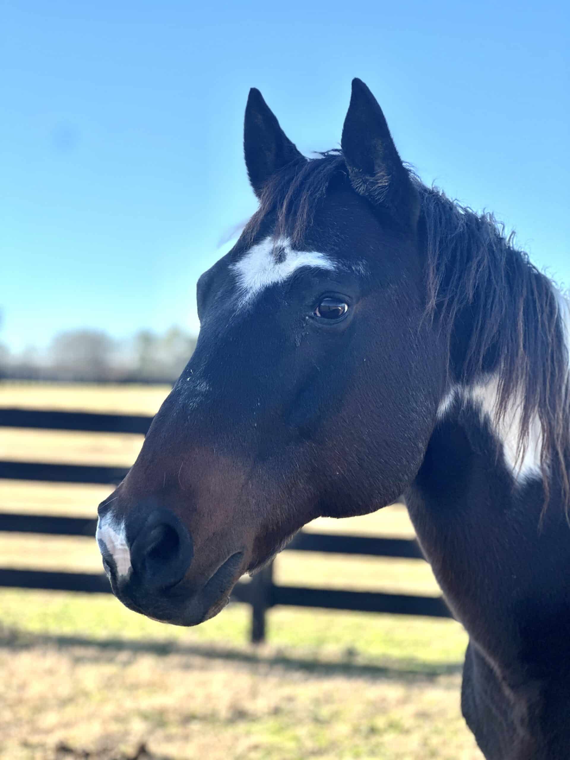 Jackson — therapy horse at Saddle Up! Nashville