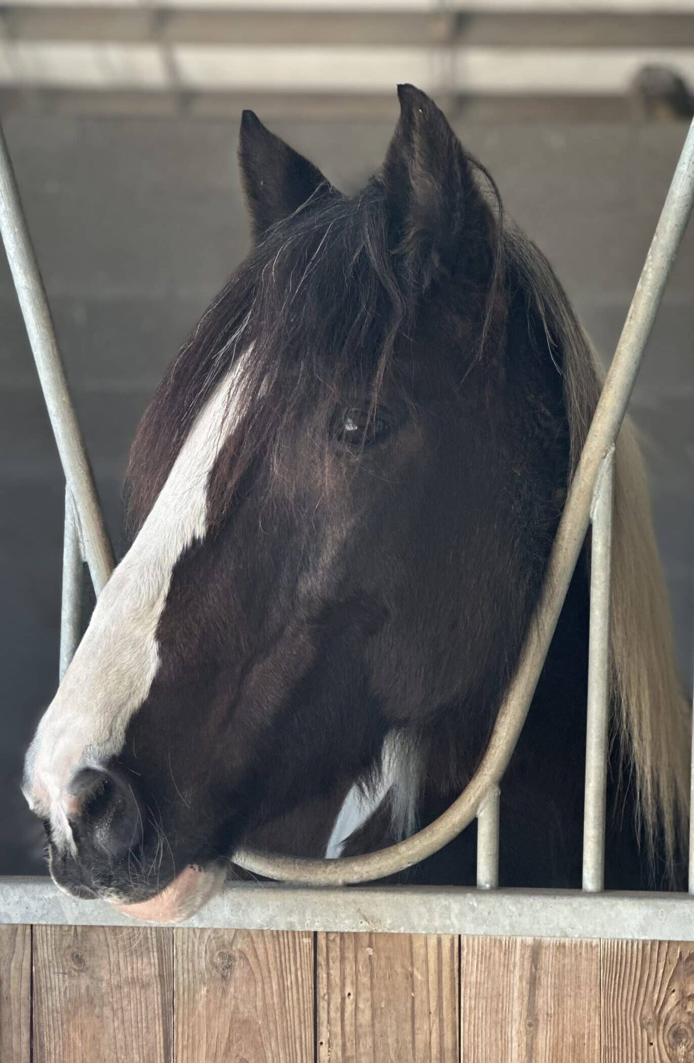 Jake — therapy horse at Saddle Up! Nashville