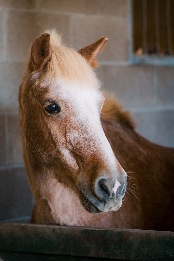 Jelly Bean, therapy horse at Saddle Up!