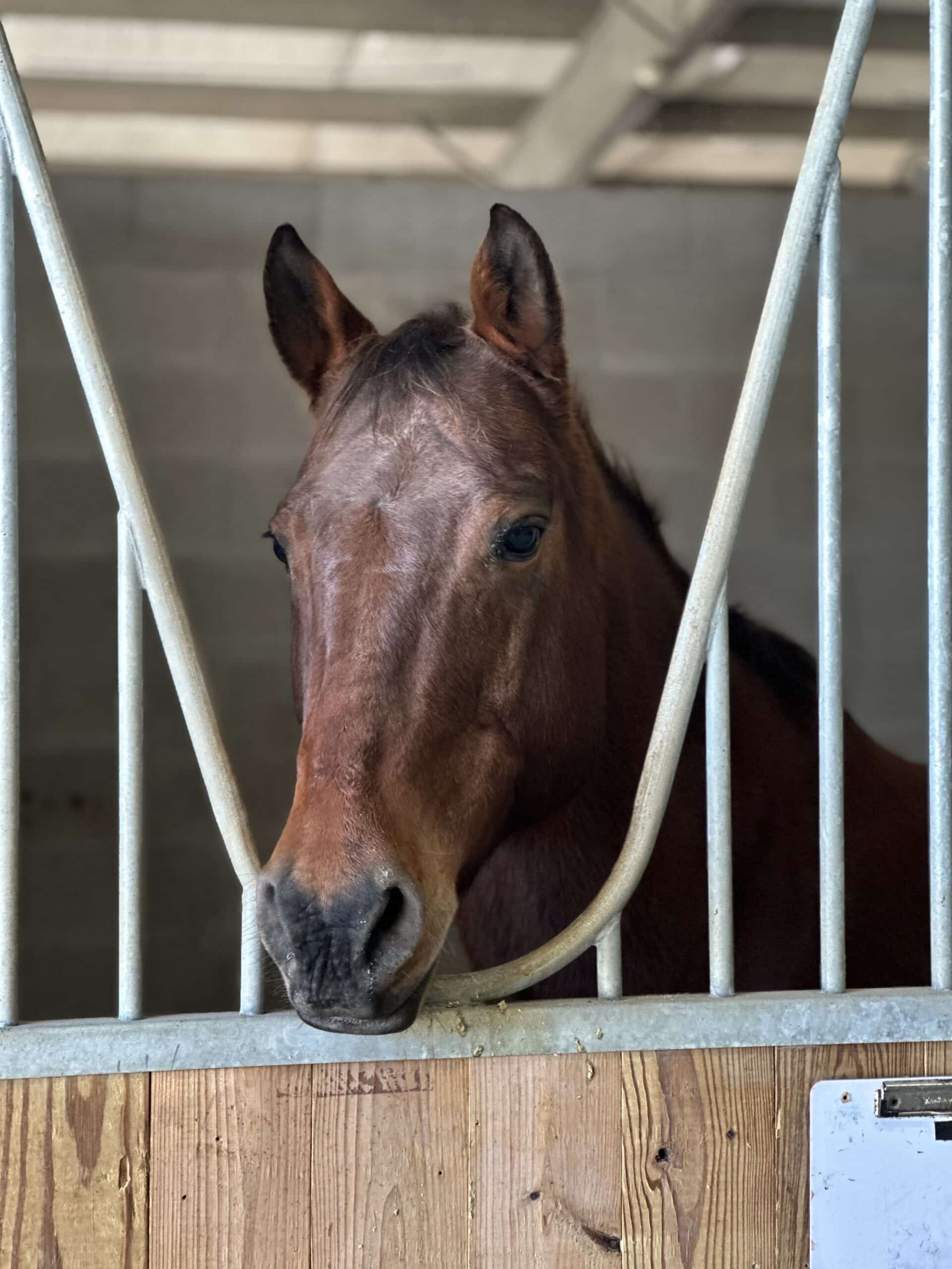 Leroy — therapy horse at Saddle Up! Nashville