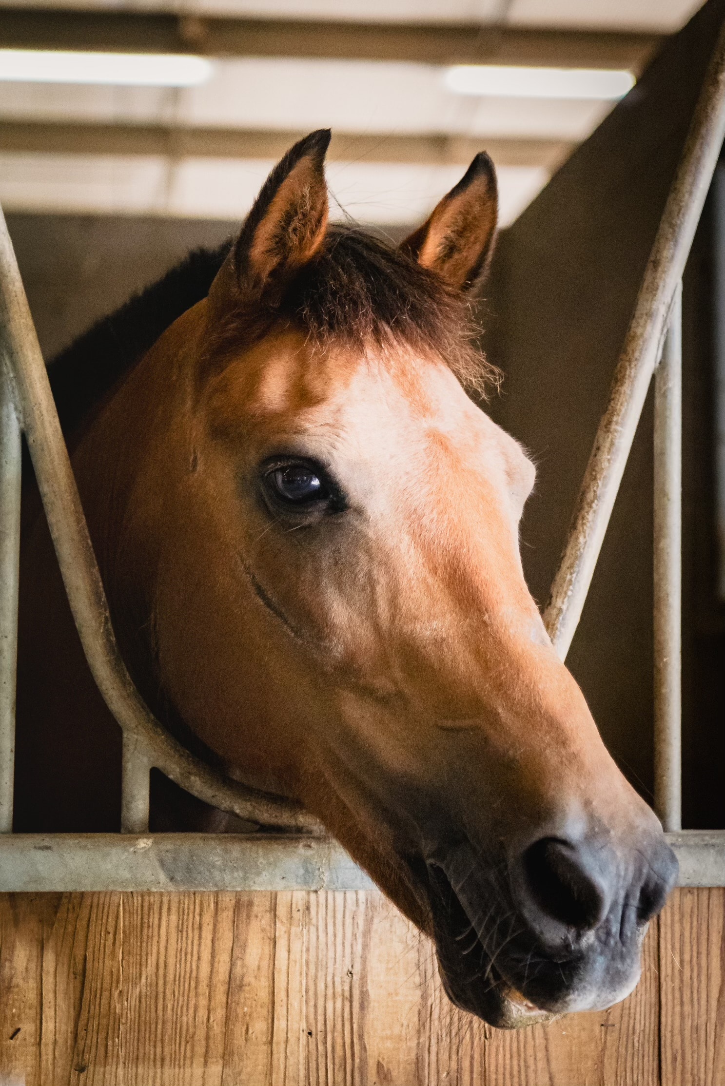 Pip — therapy horse at Saddle Up! Nashville