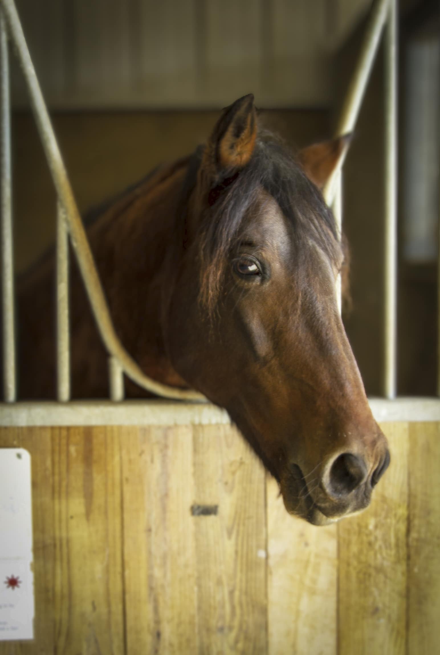Rita — therapy horse at Saddle Up! Nashville
