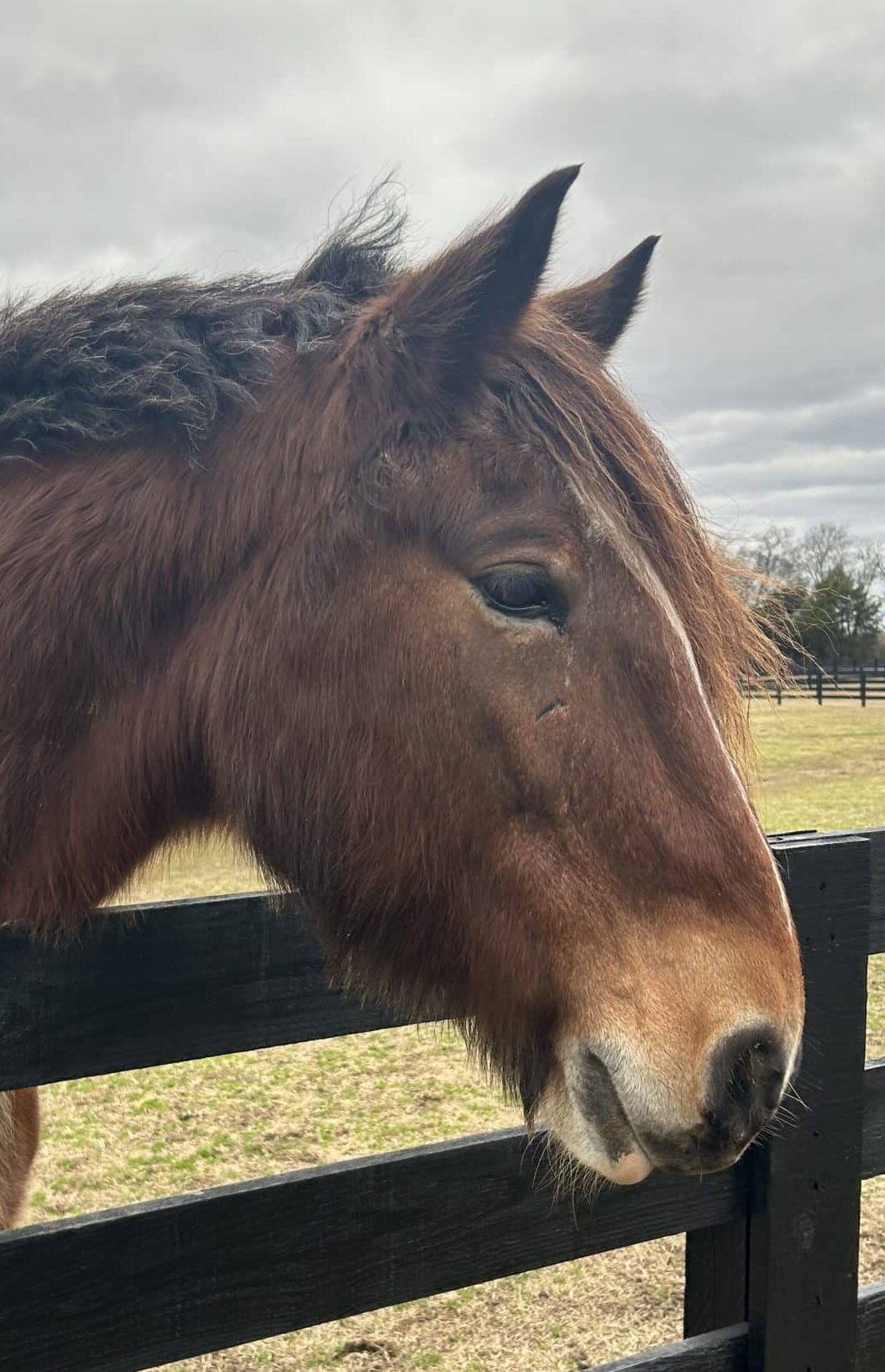 Ronan — therapy horse at Saddle Up! Nashville