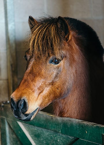 Sampson — therapy horse at Saddle Up! Nashville
