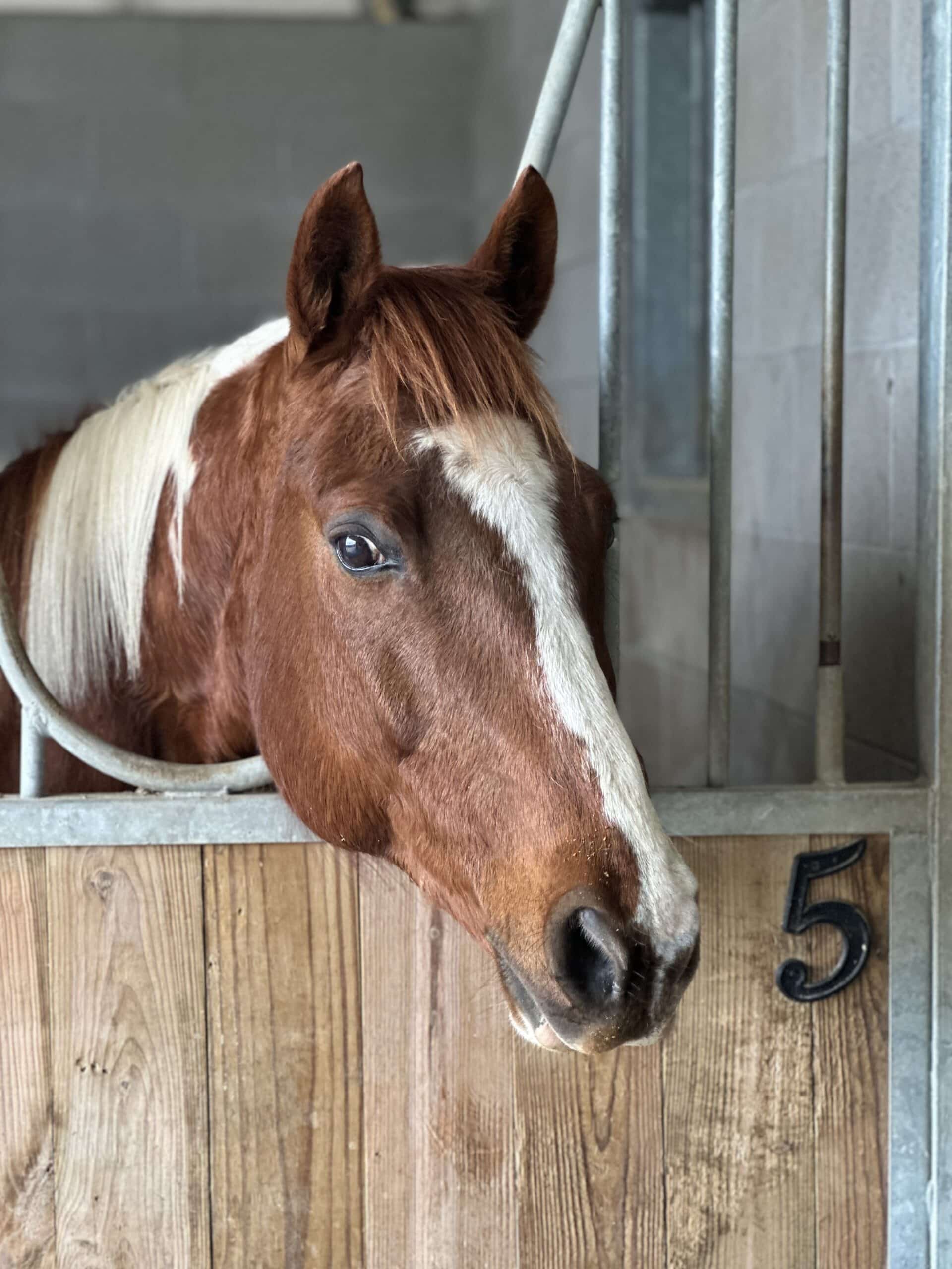 Sandman — therapy horse at Saddle Up! Nashville