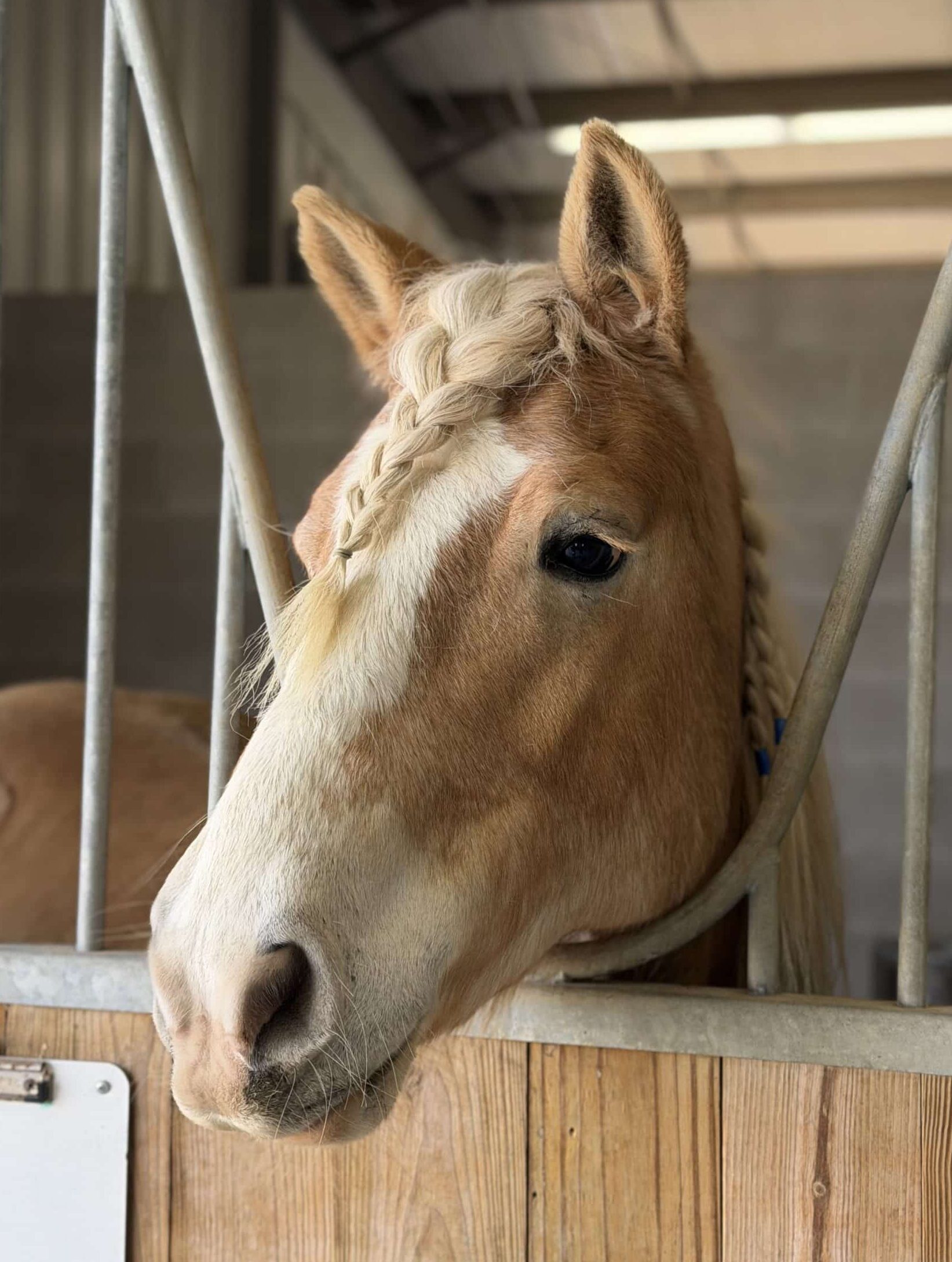 Scout — therapy horse at Saddle Up! Nashville