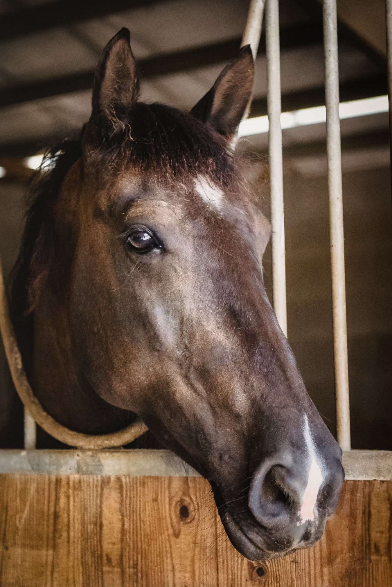 Solstice — therapy horse at Saddle Up! Nashville