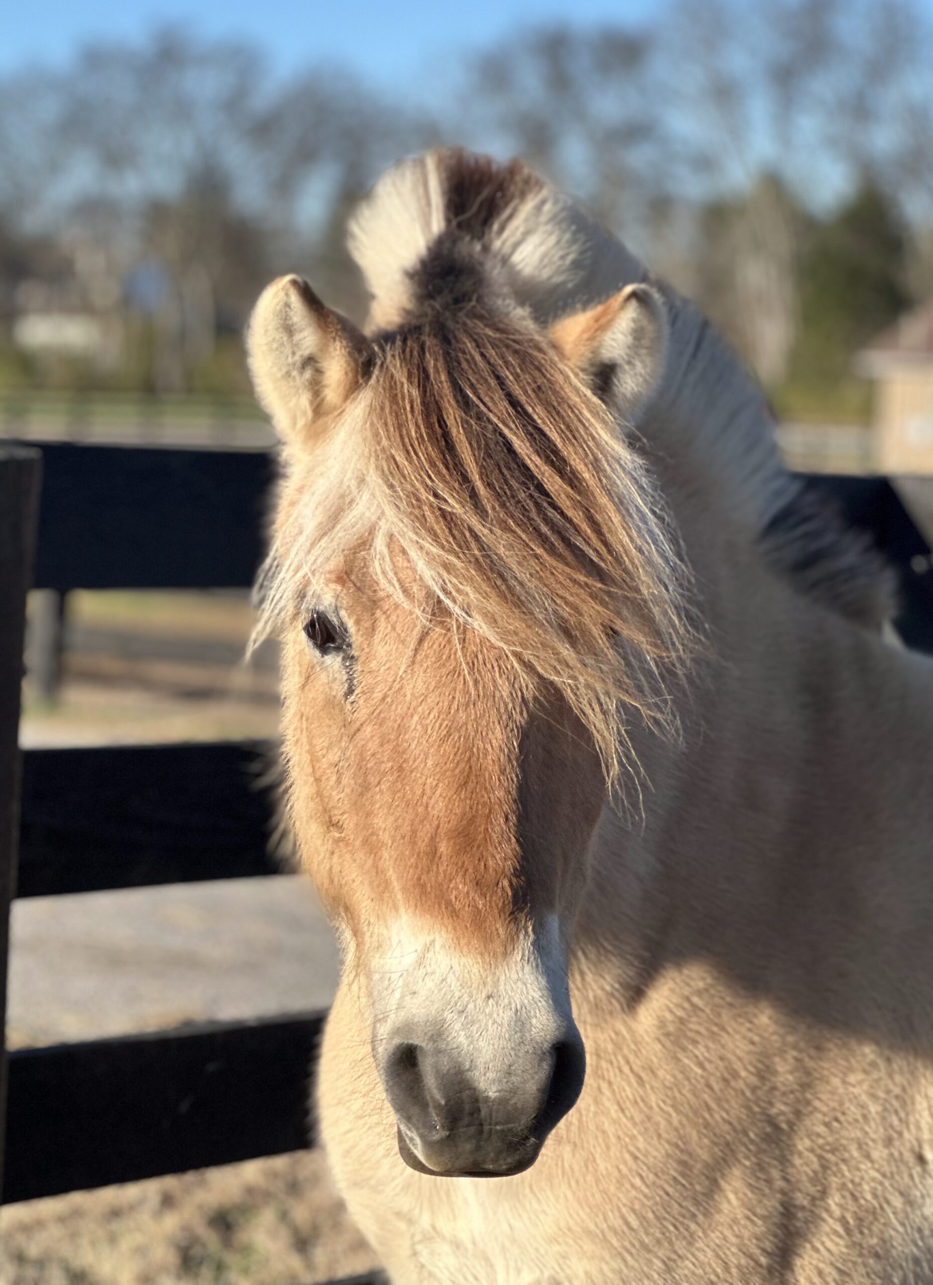 Solveig — therapy horse at Saddle Up! Nashville