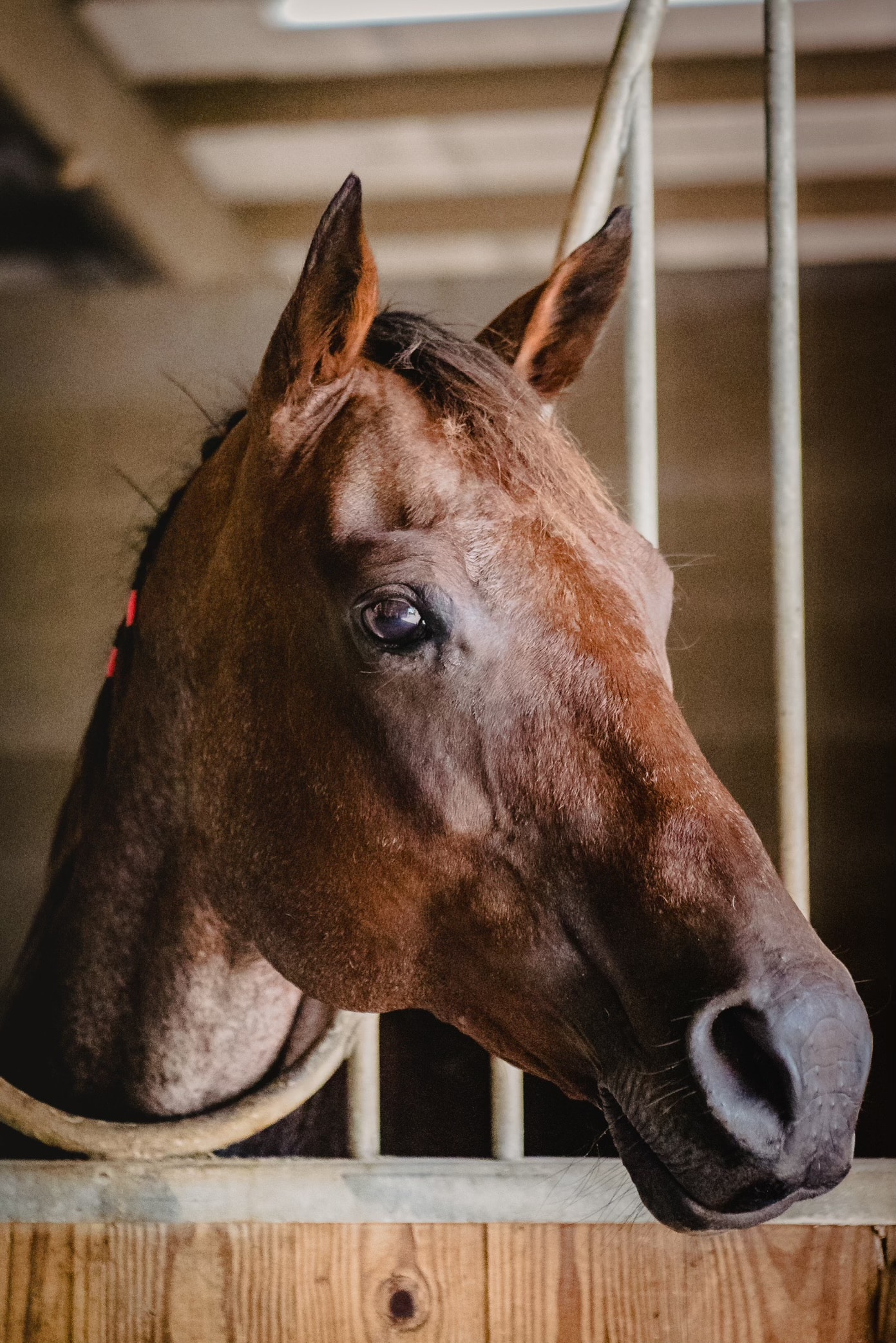Taylor — therapy horse at Saddle Up! Nashville