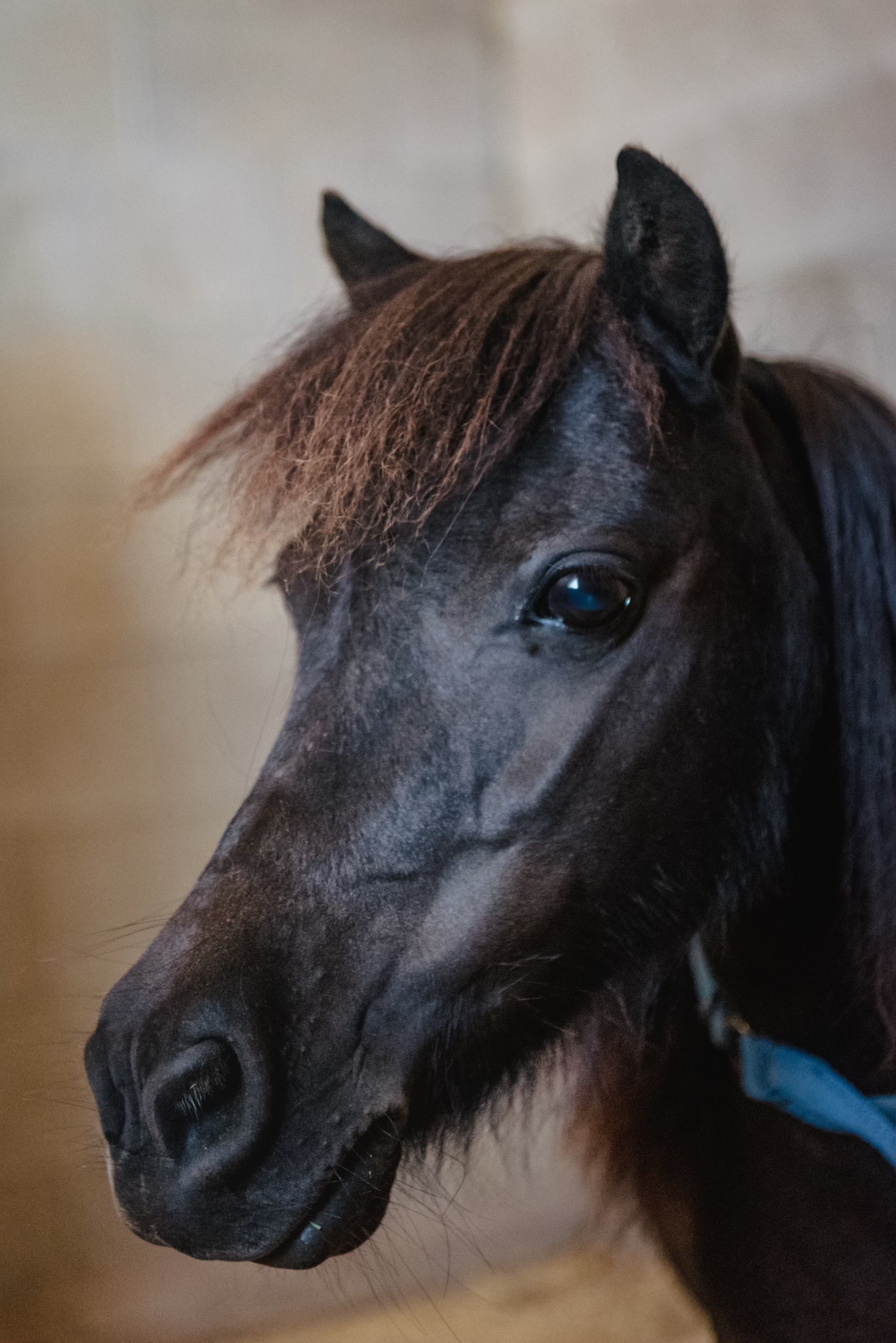 Thumbelina — therapy horse at Saddle Up! Nashville