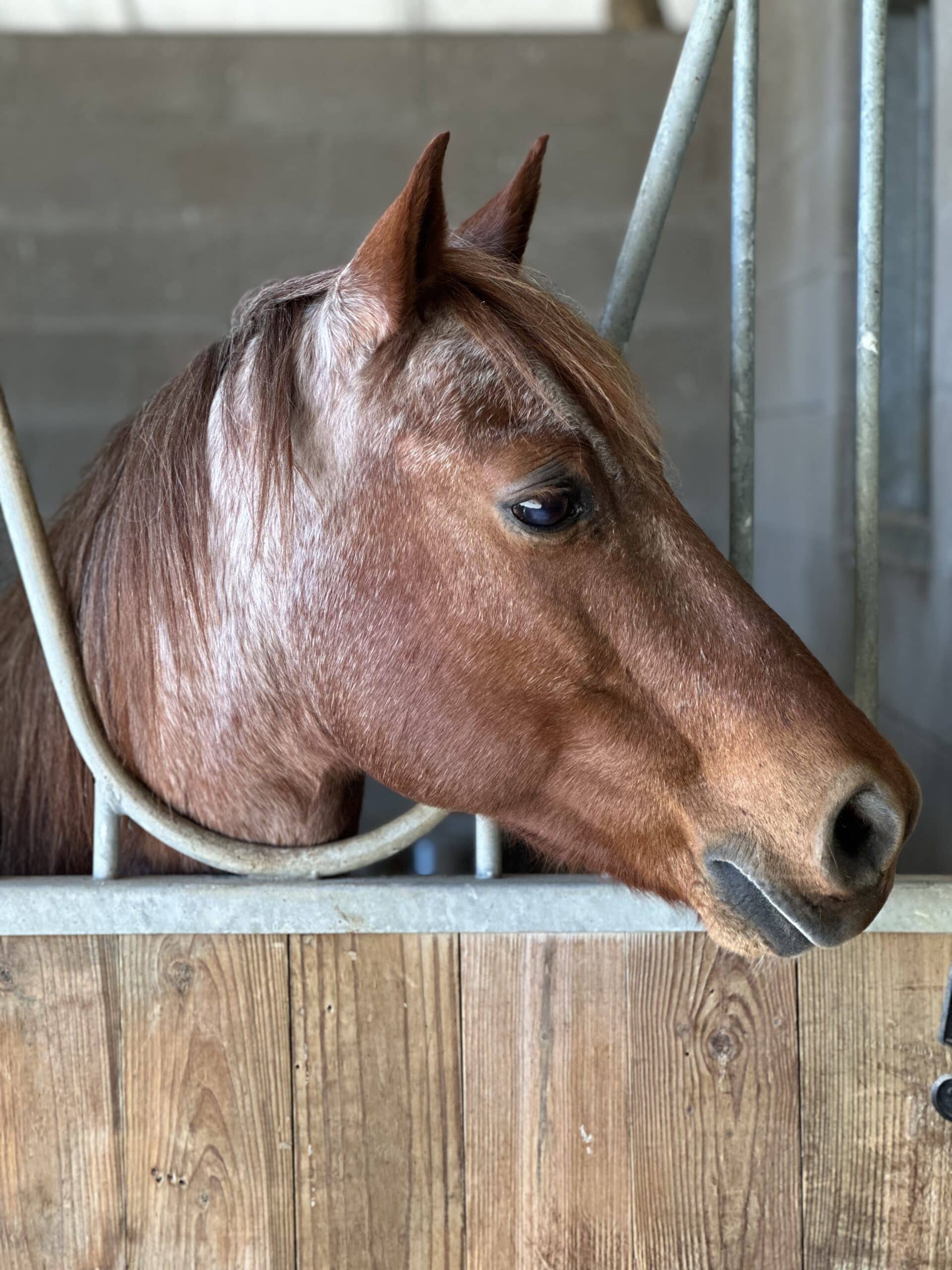Toby — therapy horse at Saddle Up! Nashville
