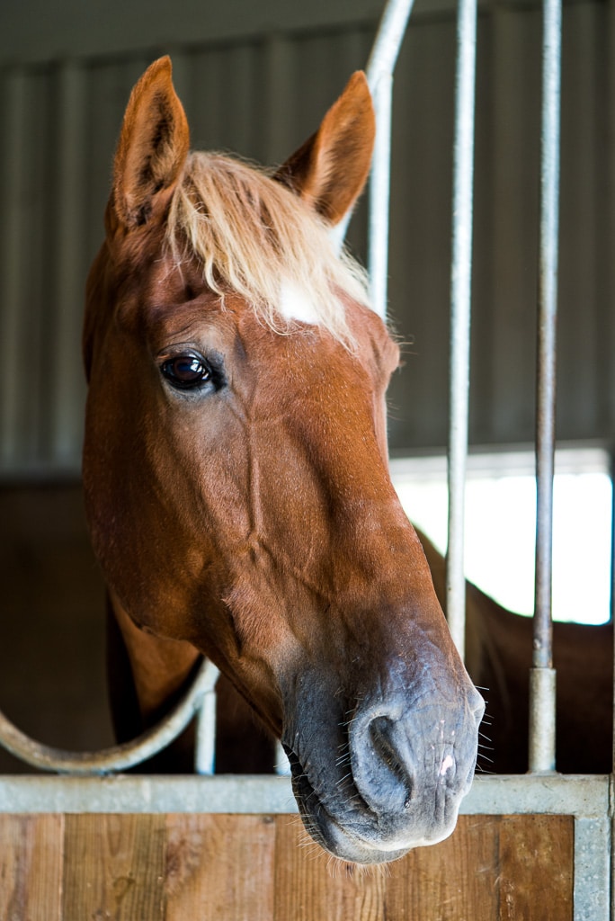 Willie — therapy horse at Saddle Up! Nashville