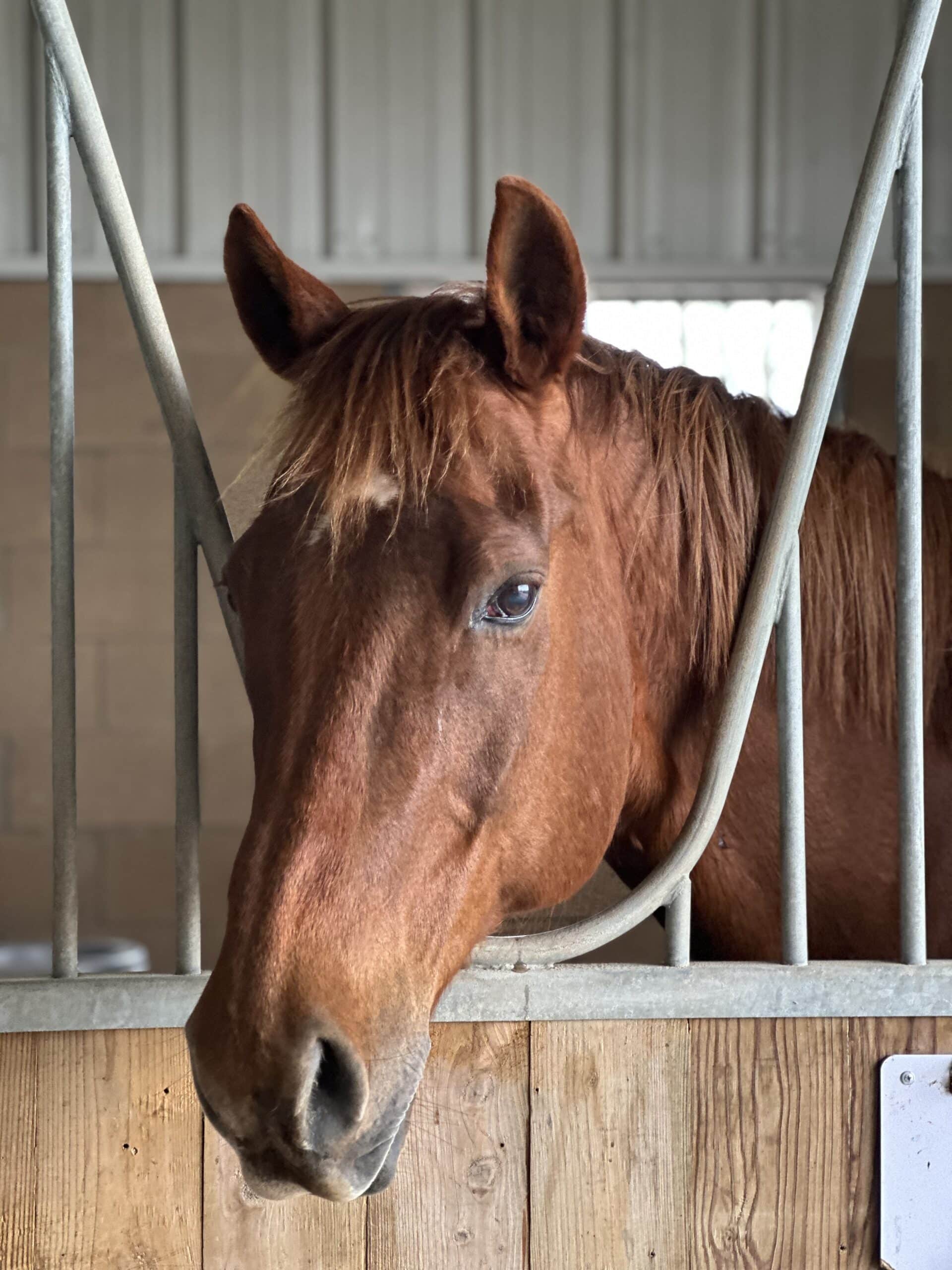 Woody — therapy horse at Saddle Up! Nashville